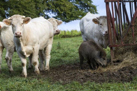 tehenek (tehén, tehenek, )