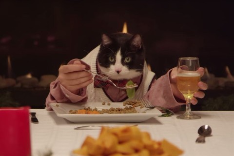 vacsorazo-macska(960x640).jpg (macska, vacsora,)