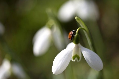 Katica hóvirágon (katica, katicabogár, hóvirág, tavasz, )