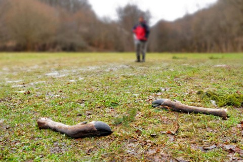 Kizsigerelt állatok (Kizsigerelt állatok, vad, erdő, megölt állat)