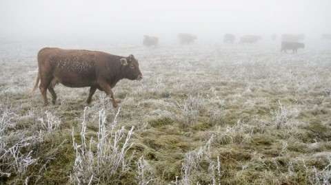 Tehen-a-zuzmaras-kodben(210x140).jpg (zúzmara, köd, )