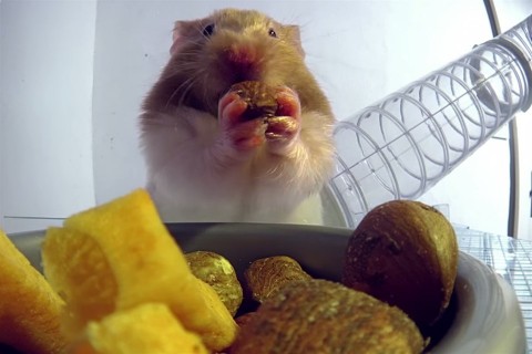 aranyhorcsog(960x640).jpg (aranyhörcsög, )