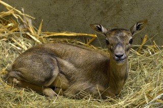 boldizsár az antilopborjú (antilop)
