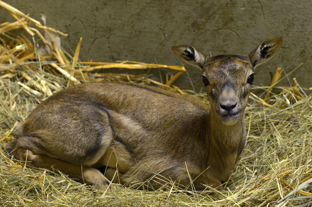 boldizsár az antilopborjú (antilop)