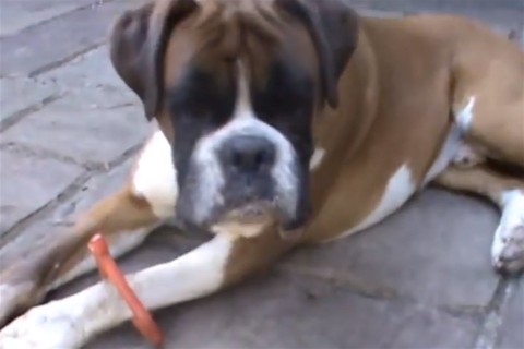 boxer(960x640).jpg (boxer)