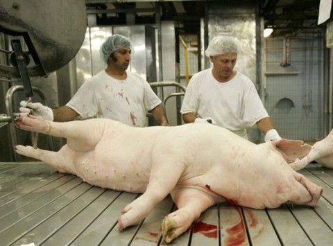 disznovagas(210x140).jpg (disznóvágás)