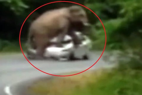 elefant-tori-az-autot(960x640).jpg (összetört autó, elefánt, )