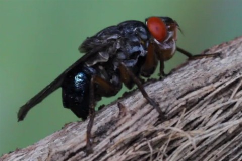 emberbagocs(960x640).jpg (légy, közép-amerika, )