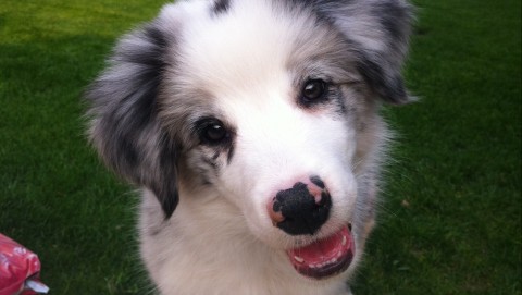 fressnapf (hirdetés)