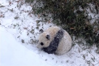 havas-panda(960x640).jpg (hó, panda, )