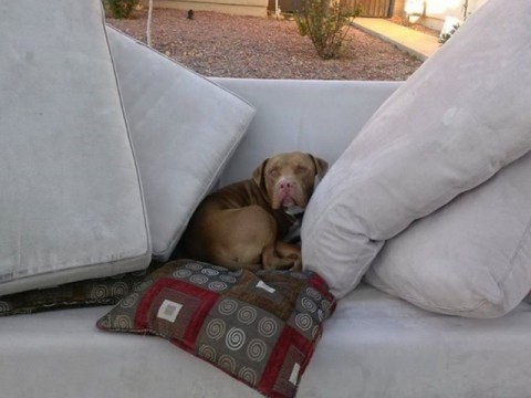 kanapés pitbull (kutya, )