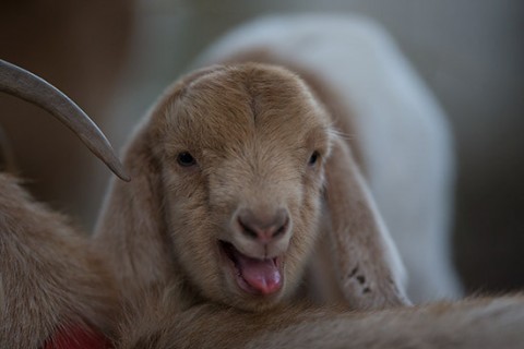 kecske(210x140).jpg (kecske, )