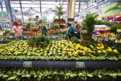 kertészet (kertészet)