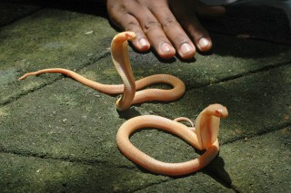 kobra kígyó (kobra kígyó)