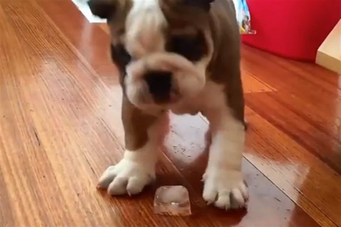 kolyok(960x640).jpg (kölyök)