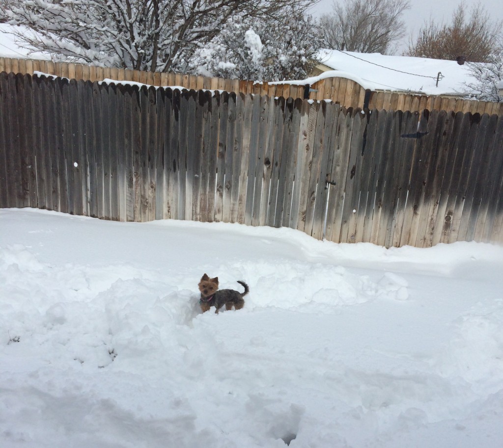 kutya a hóban (kutya, havazás, )