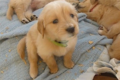 kutya(960x640).jpg (kutya, )