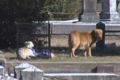 kutya(960x640).jpg (kutya)