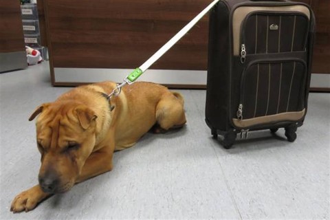 kutya(960x640).jpg (kutya, )