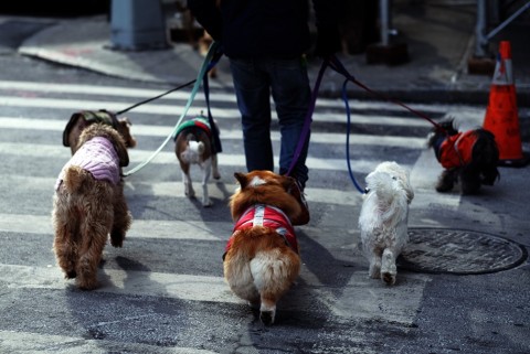 kutyasétáltatás (kutya, kutyák, kutyasétáltatás, )