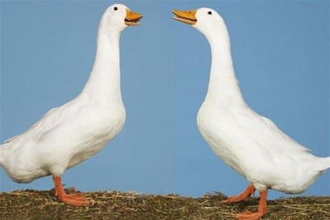 liba(1)(960x640).jpg (liba, libamáj, )