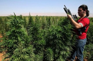 marihuánaültetvény libanonban (marihuána, fegyveres, )