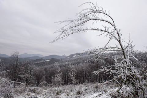 onos-eso-fagy-jegpancel(960x640).jpg (ónos eső, fagy, jégpáncél, erdő, természet, katasztrófa, )