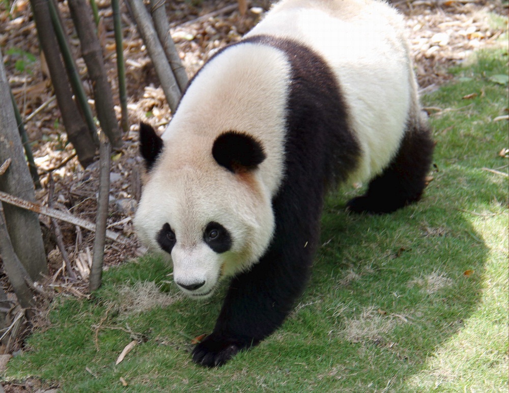 panda (panda)