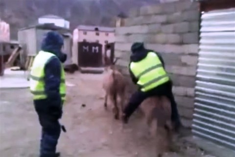 rendor-szamarhaton(960x640).jpg (szamár, rendőr, )