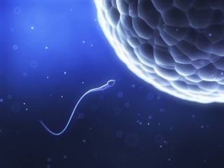 spermium (spermium, )