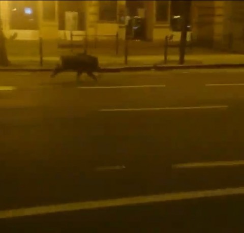 vaddisznó (vaddisznó)