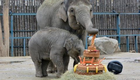 Asha-elefanttortaval(960x640).jpg (Asha elefánttortával)