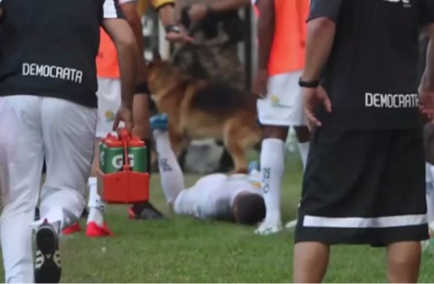 Kutyaharapás (kutyaharapás, )