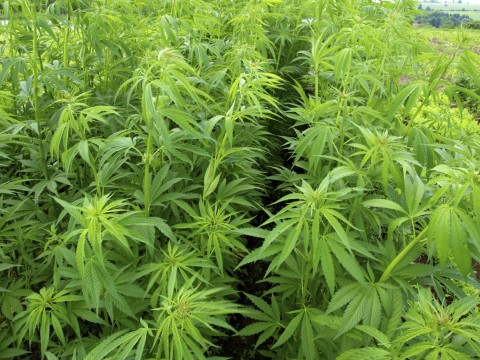 Marihuanaultetveny(960x640).jpg (marihuánaültetvény, marihuána, fű, )