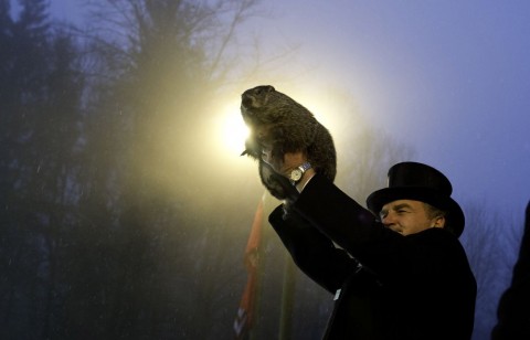 Punxsutawney Phil - mormota (időjós, mormota, )