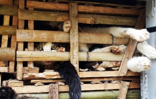 Vietnami csempészcicák (macska, cica, vietnam, ketrec, )
