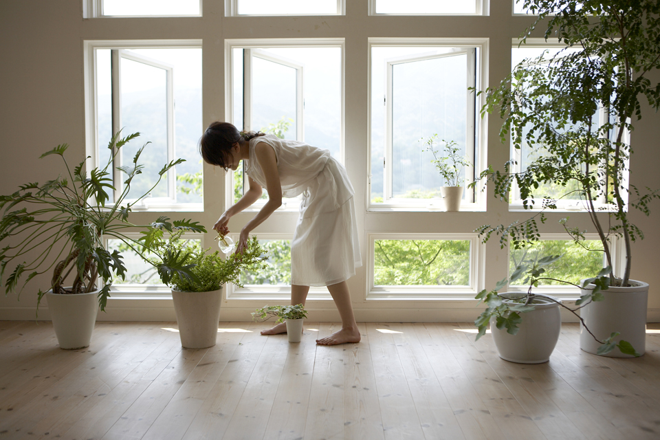 ablak, növény (ablak, növény, dekor, fény, lakás)
