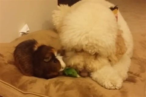 allatok(960x640).jpg (állatok, )