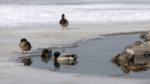 balaton-jeg-vadkacsa(210x140).jpg (balaton, jég, vadkacsa)