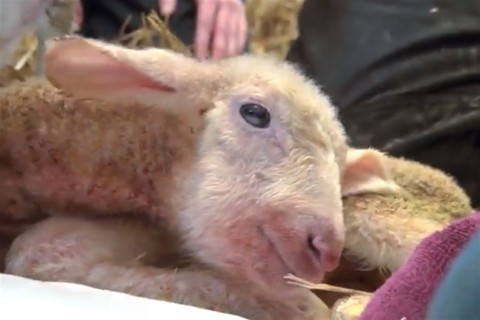 barany(960x640).jpg (bárány, )