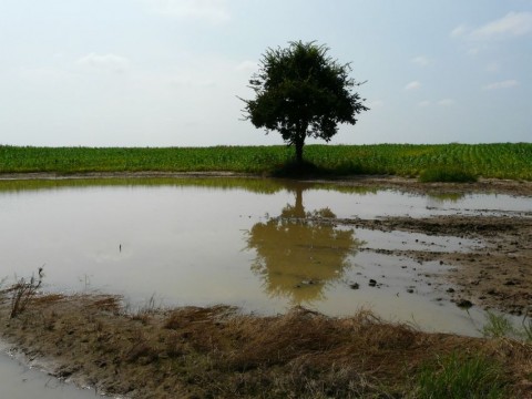 belviz(210x140).jpg (belvíz)