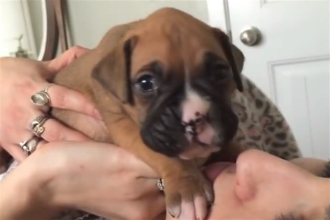 boxer(960x640).jpg (boxer, )