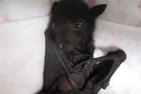 denever(960x640).jpg (denevér)