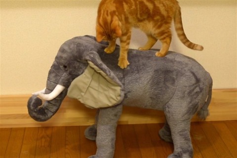 elefant(960x640).jpg (elefánt, )