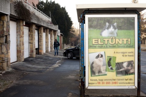 eltűnt cica óriásplakát (eltűnt cica óriásplakát)