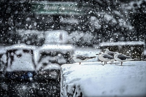 hó isztambulban (havazás, isztambul, )