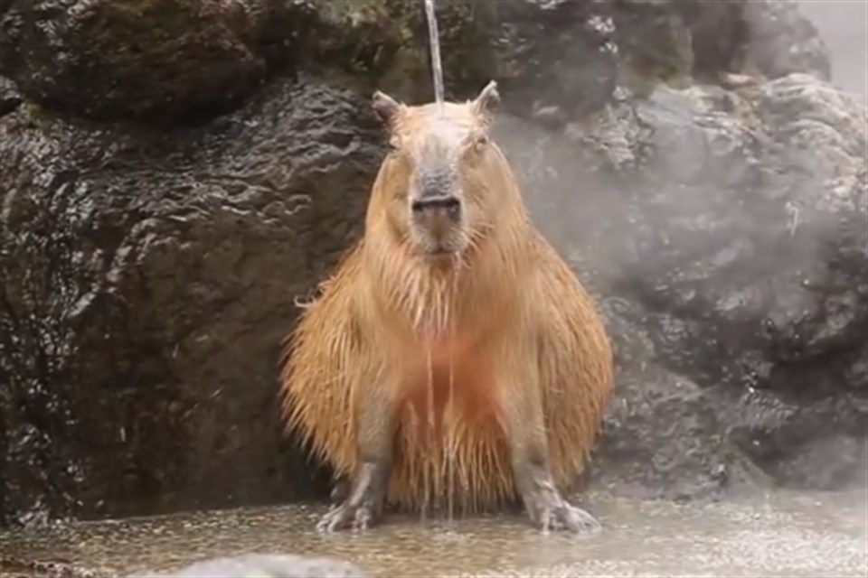 kapibara(960x640).jpg (kapibara, )