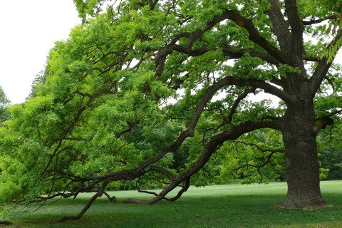 kocsányos tölgy (kocsányos tölgy, az év fája, )