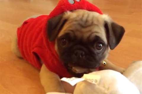 kutya(960x640).jpg (kutya, )