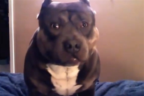 kutya(960x640).jpg (kutya)